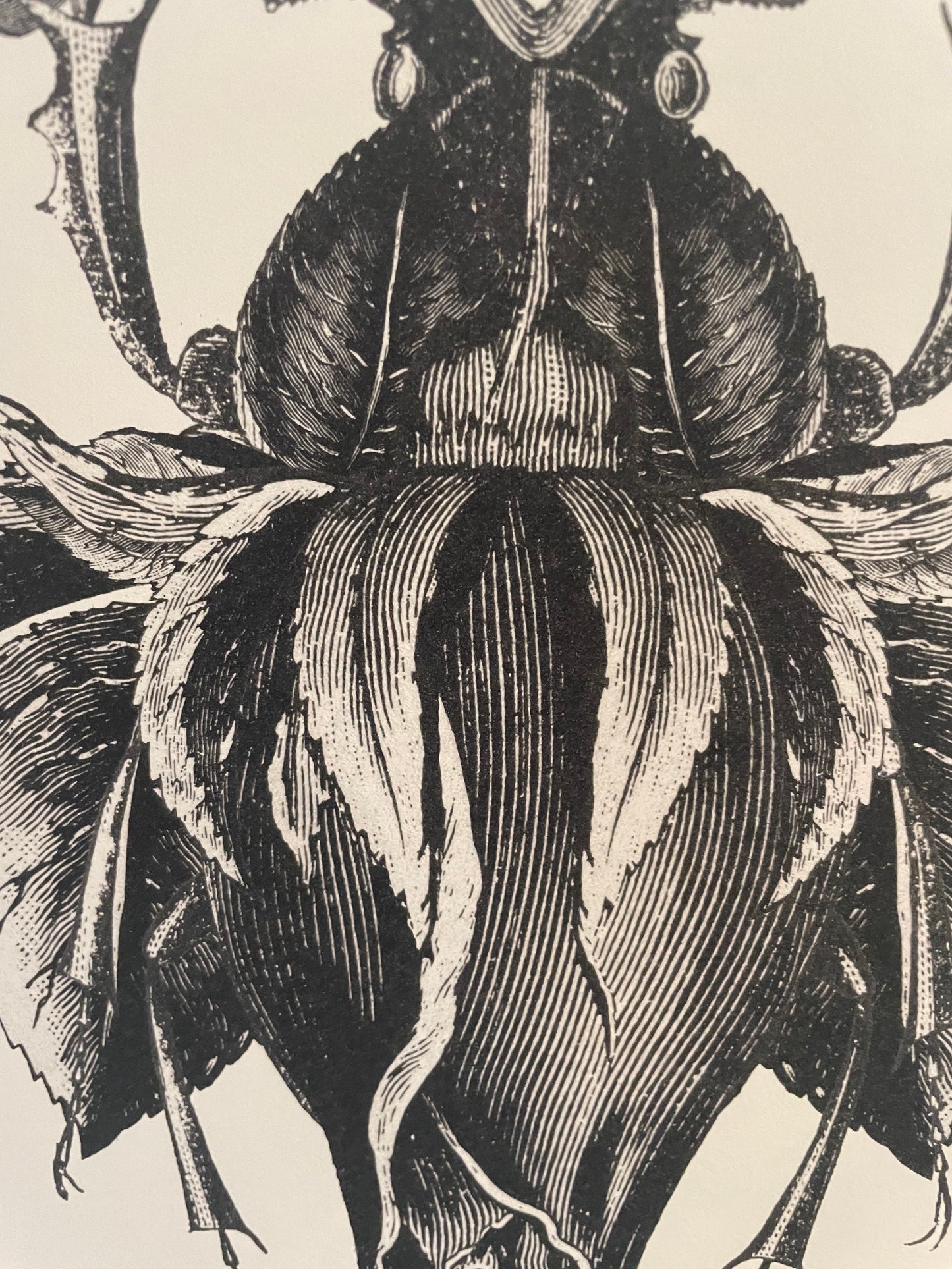 Beetle Print - The Blossoming Sketched Print
